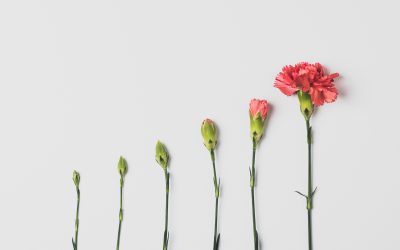 Sowing & Investment