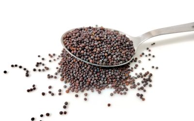 The Kingdom of God is like a mustard seed…